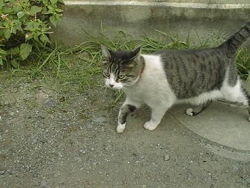 女性の身体って