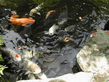 ダイエットの始めのページへ