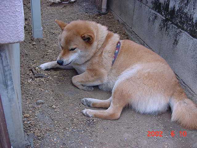 ふらつき弁証論治のはじめに戻ります