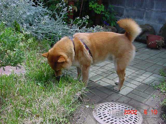 ふらつき弁証論治のはじめに戻ります