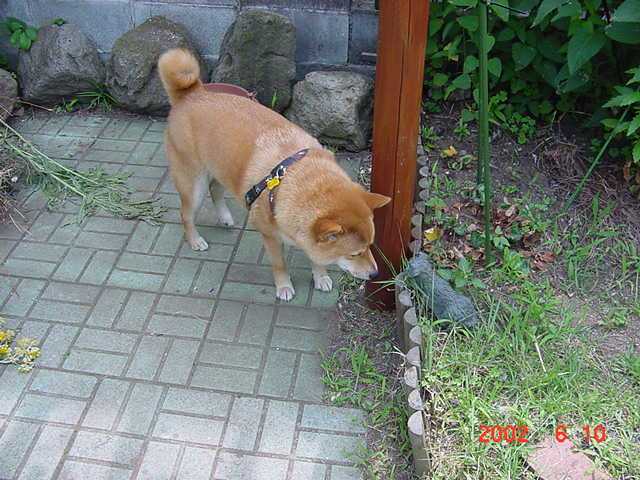 赤ちゃんが欲しい弁証論治はじめへ