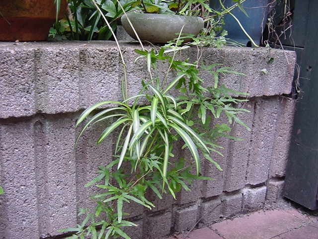 .....不妊・頭痛弁証論治のはじめに戻ります........