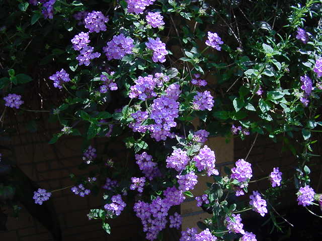 緊張バリバリ弁証論治はじめに戻ります