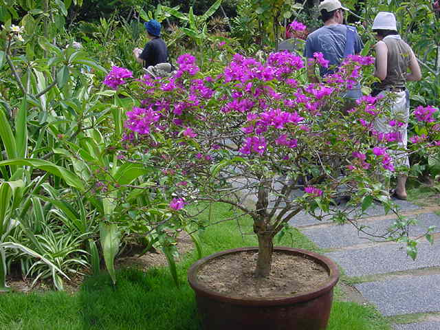 リウマチの弁証論治