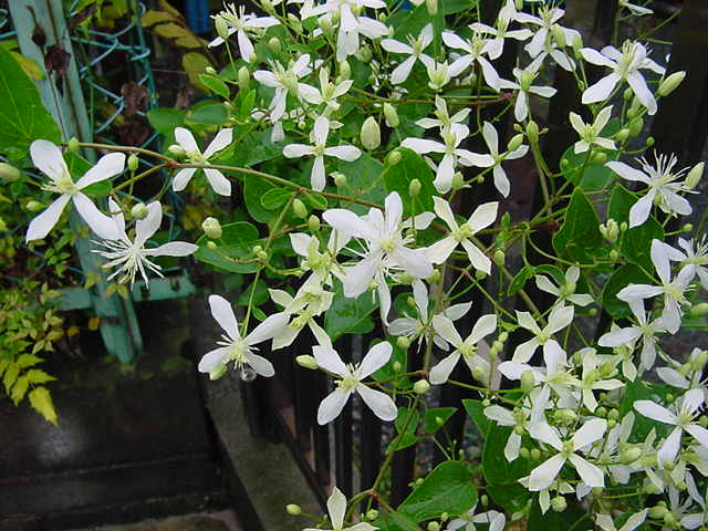 アカギレのお灸