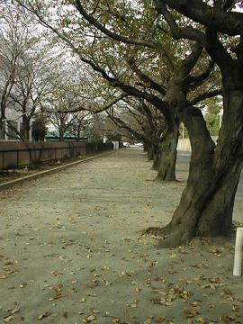 ディスポの鍼しか使いません